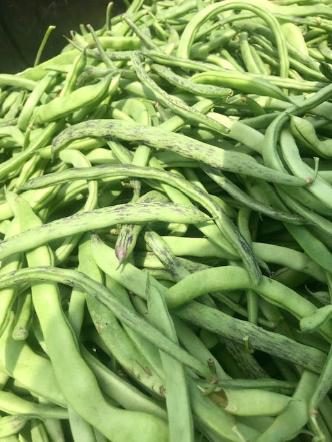 Rattlesnake Pole Beans Full Bushel -*Sold Out* – Parson Farms